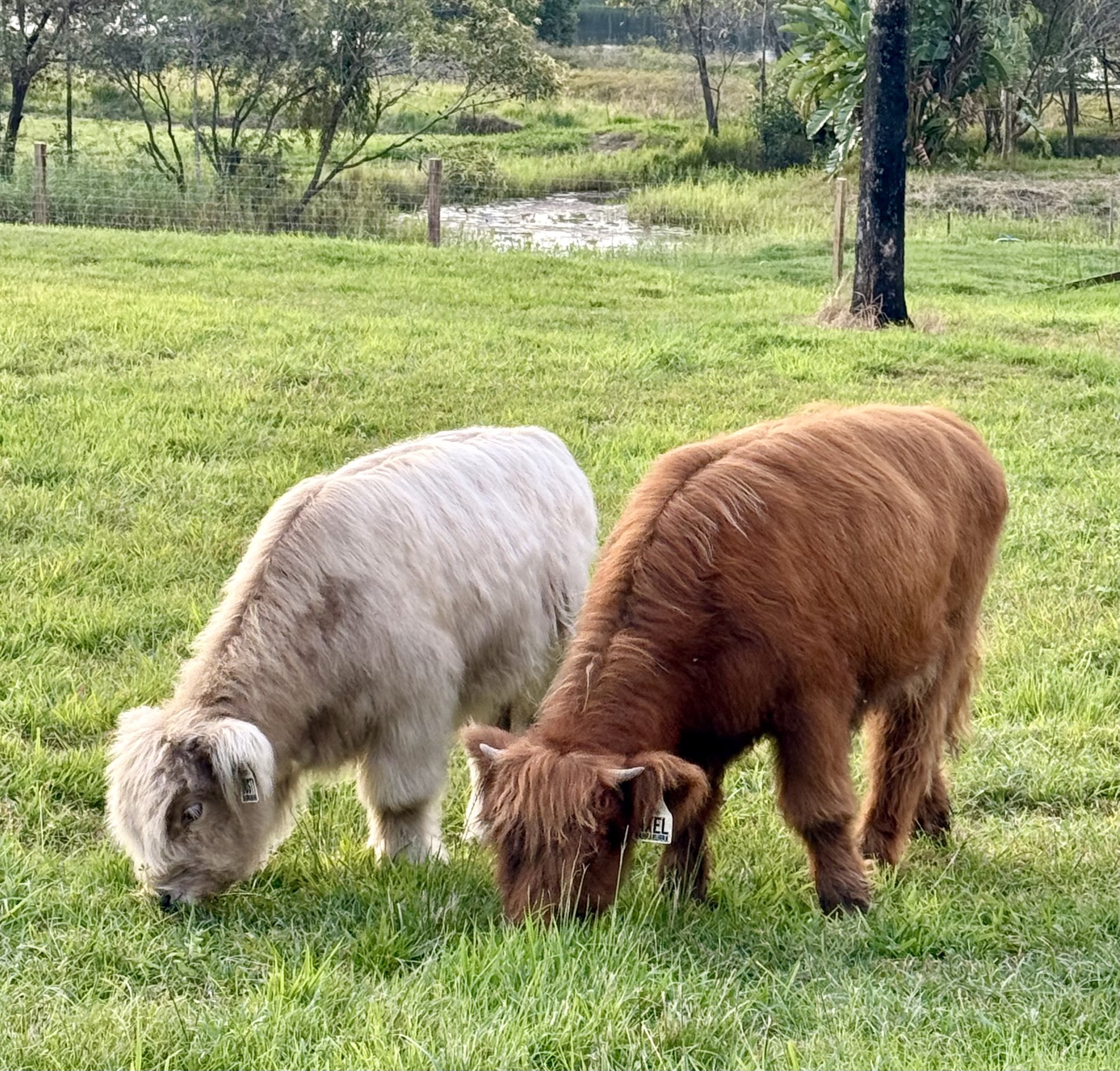 Axel and Dusty grazing together in the paddock at Damside Highlands