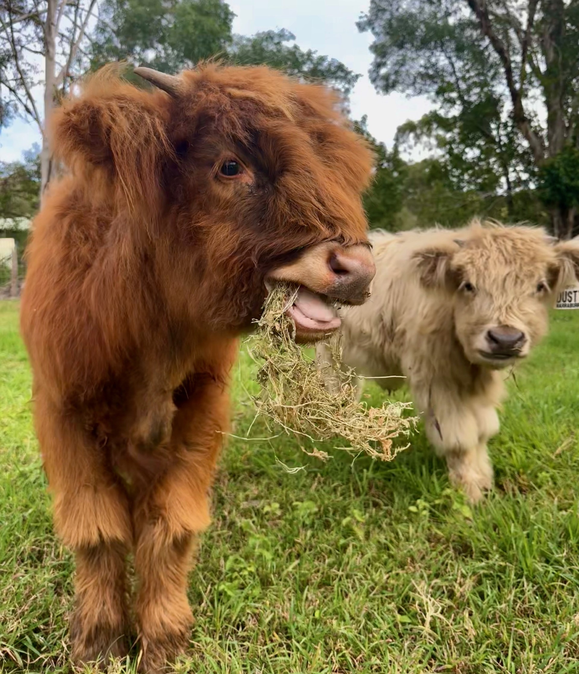 Axel and Dusty, our Highland steers, together in the paddock at Damside Highlands