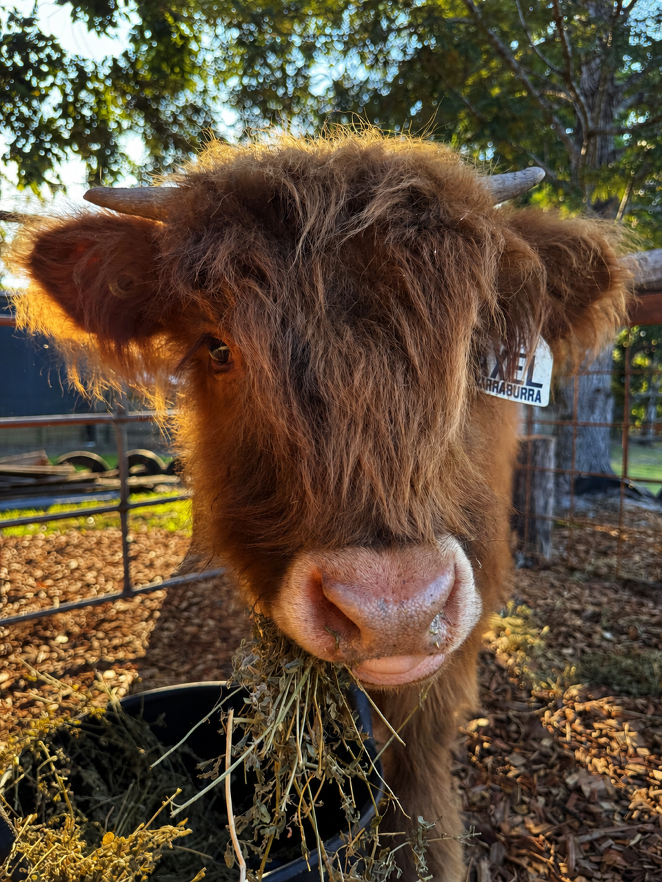 Axel, our red Highland steer