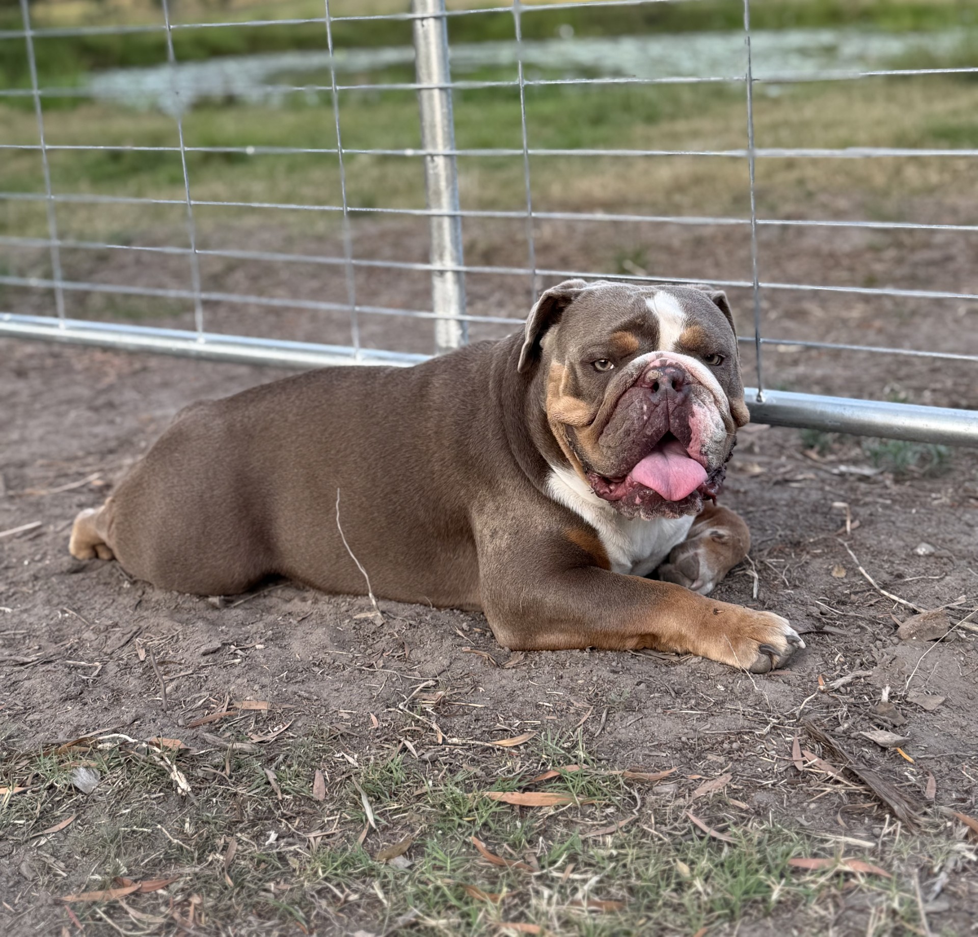 Dozer, our resident farm Bulldog
