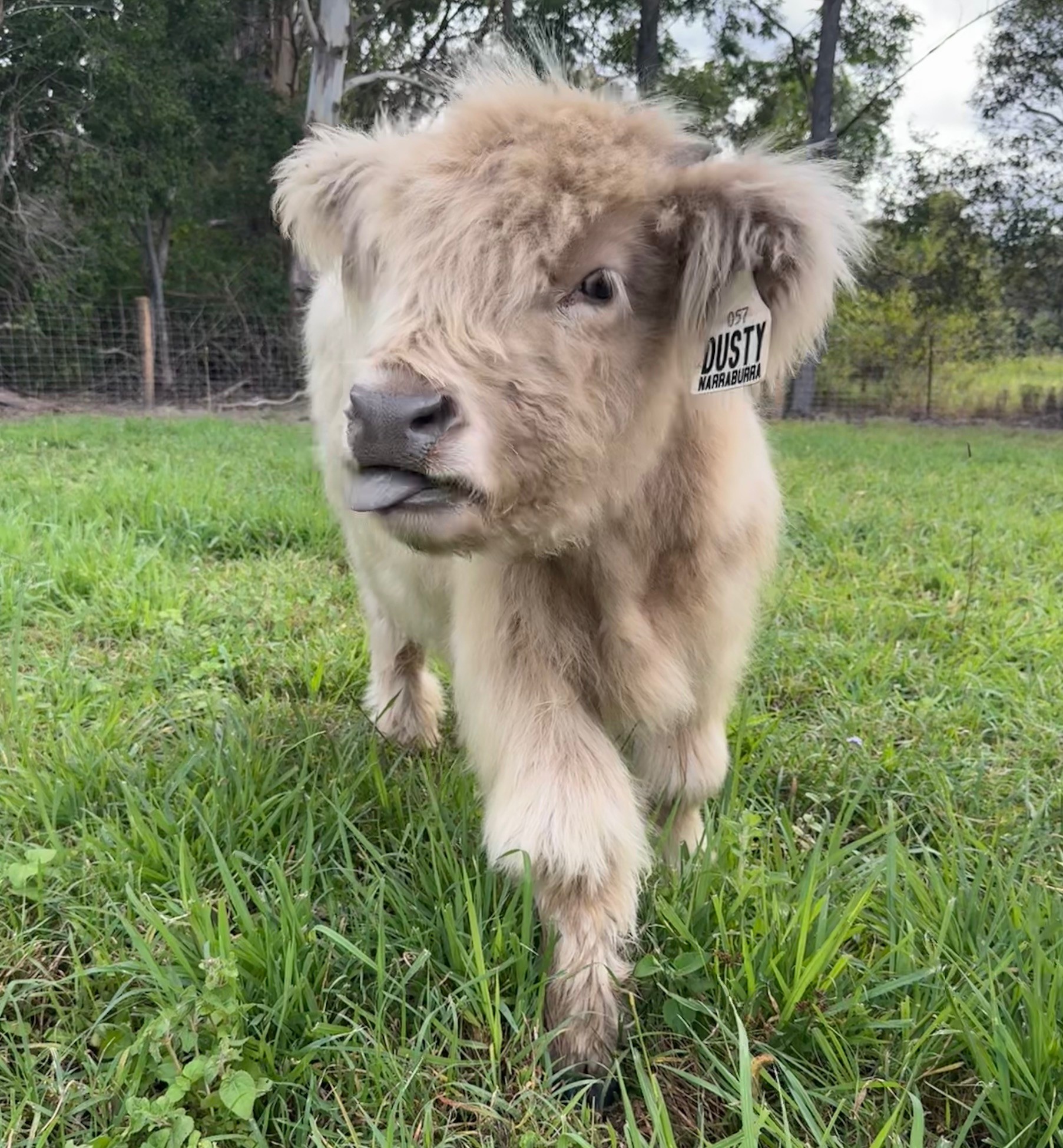 Dusty, our silver dun Highland steer