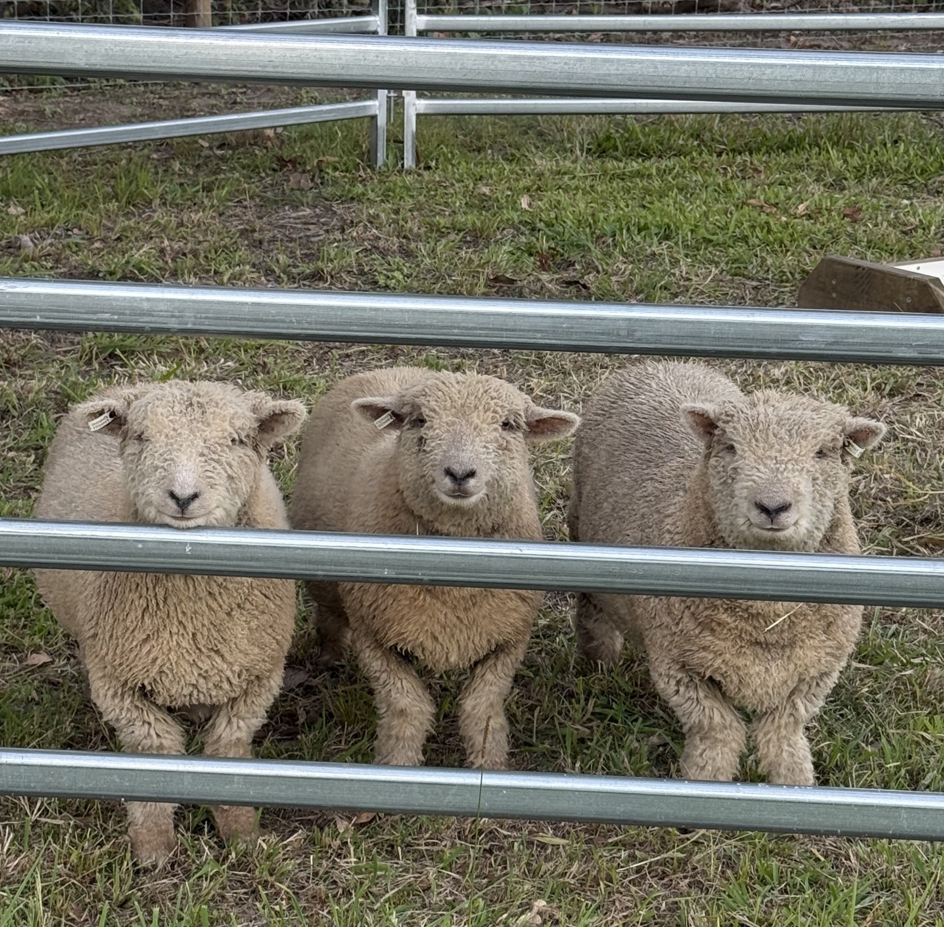 Mabel, Teddy and Minnie, our Babydoll Sheep