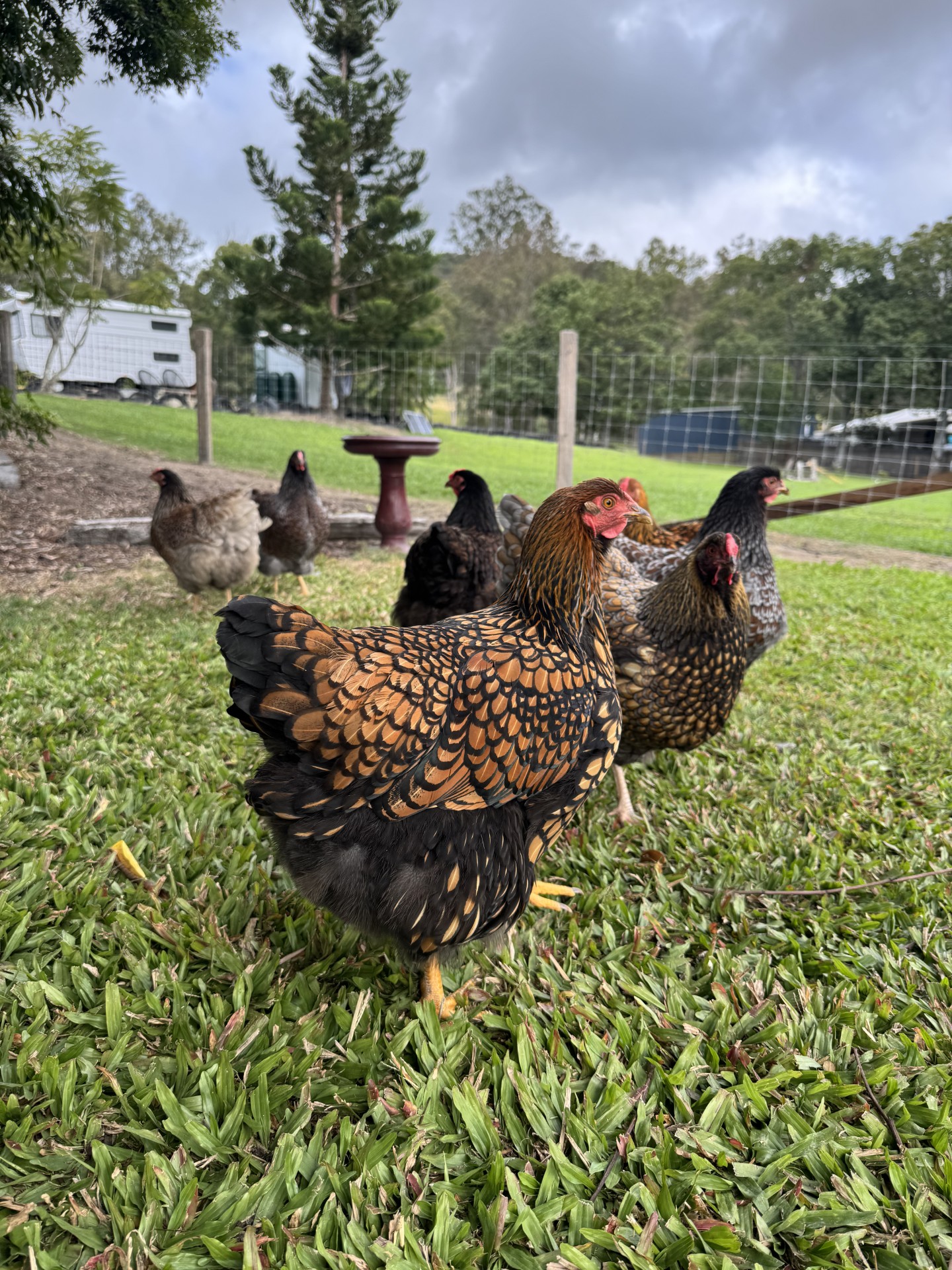 Our Wyandotte hens, known as The Girls